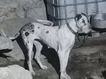 Karalevski dog