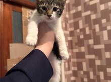 Pişik etibarlı əllərə verilir