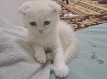 Şotland pişiyi balası