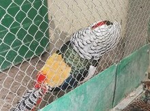 Qırqovul yumurtası
