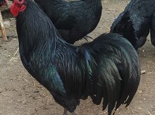 Avstralorp toyuqları