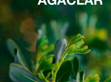 Dekorativ ağac tingləri