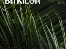 Palma növlü bitki tingləri
