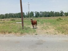 At 