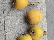 Yapon əzgili