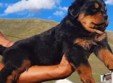 Rotveyler