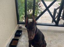Doberman 