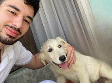Qızılı retriver