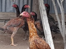 Heyratı fərələri