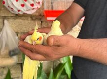 Tutuquşu