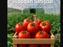 Помидоры оптом 