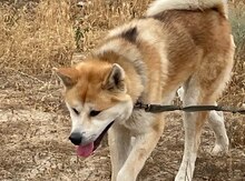 Akita-inu