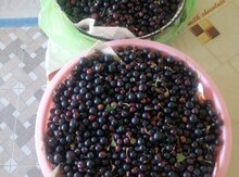 Qarağat