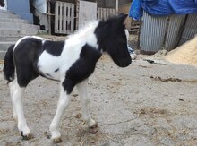 Poni