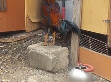 Heyratı 
