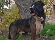 Qurdbasar balası 