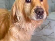 Qızılı Retriver
