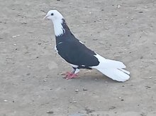 Göyərçin