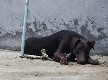 Doberman