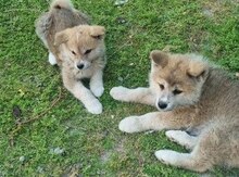 Akita-inu balası