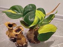 Philodendron Brasil 