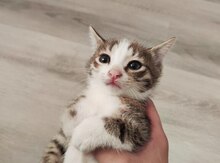Pişik balası etibarlı əllərə verilir
