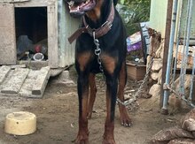 Doberman