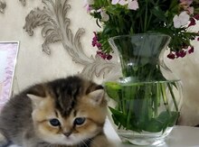 Şinşilla pişiyi
