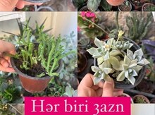 Güllər