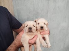 Labrador Retriver
