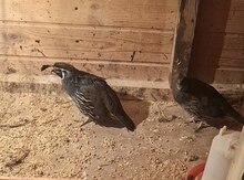 Kaliforniya bildirçinləri