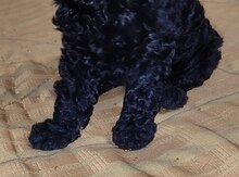 Pudel