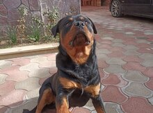 Rotveyler