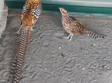 Qırqovul