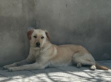 Qızılı Retriver Labrador (cütləşdirmək üçün)