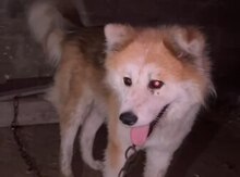 Akita-inu