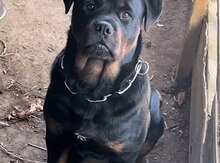 Rotveyler balaları