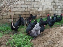 Avstralop yumurtası 