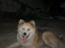Akita-inu