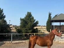 Qarabağ atı