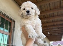 Maltipoo F2
