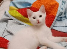 Котенок в добрые руки
