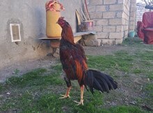 Heyratı 