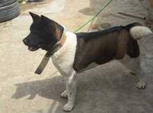Amerikan akita-inu