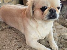 Pekines