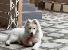 Samoyed
