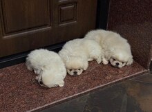 Pekines