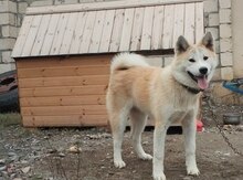 Akita-inu