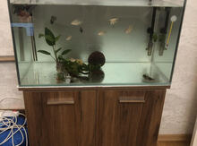 Akvarium və aksesuarları