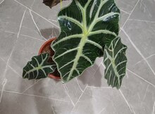 Alocasia Polly